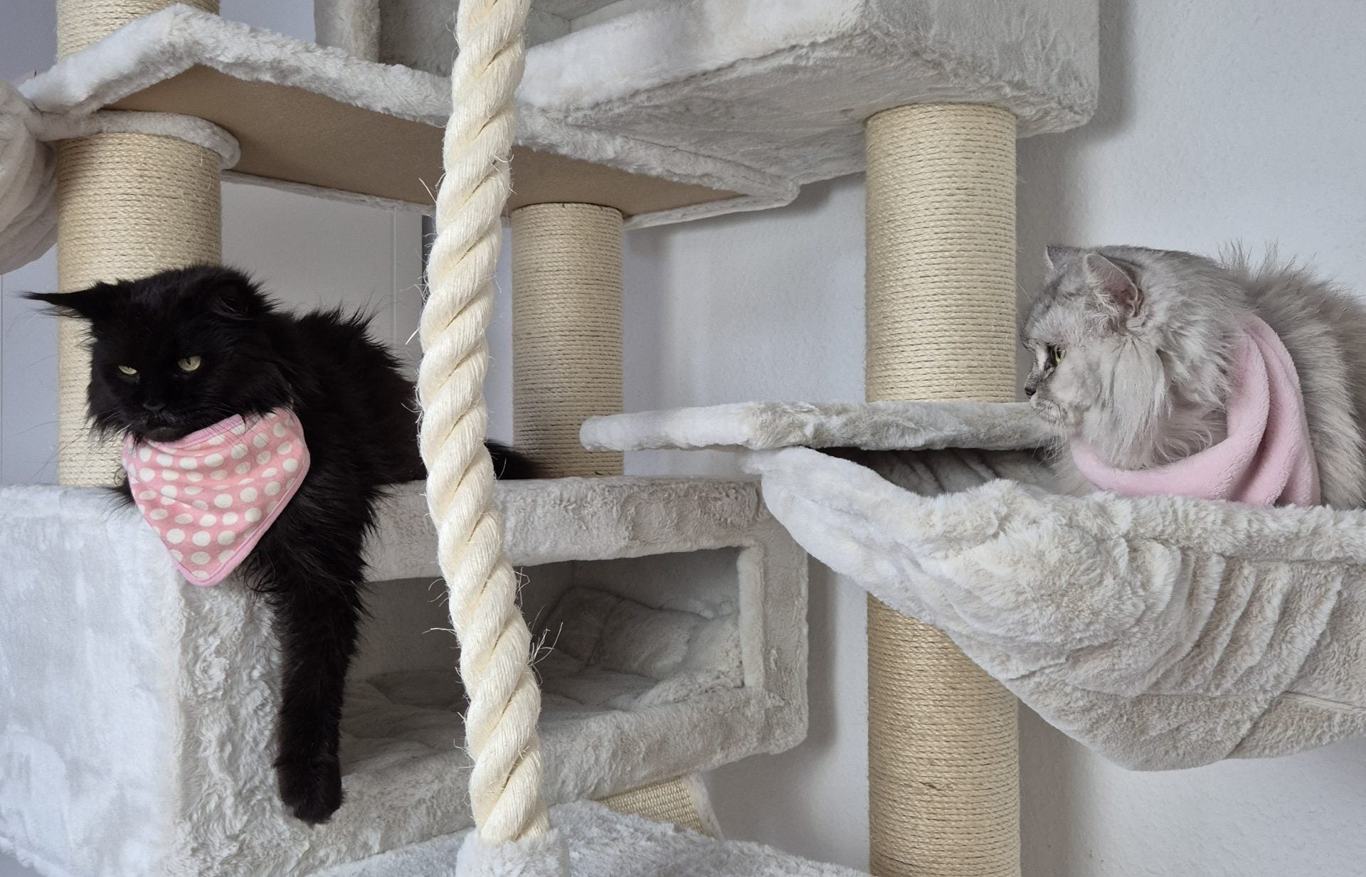 Mehrkatzenhaushalt: So gelingt das Zusammenleben – und warum ein Premium-Kratzbaum unverzichtbar ist