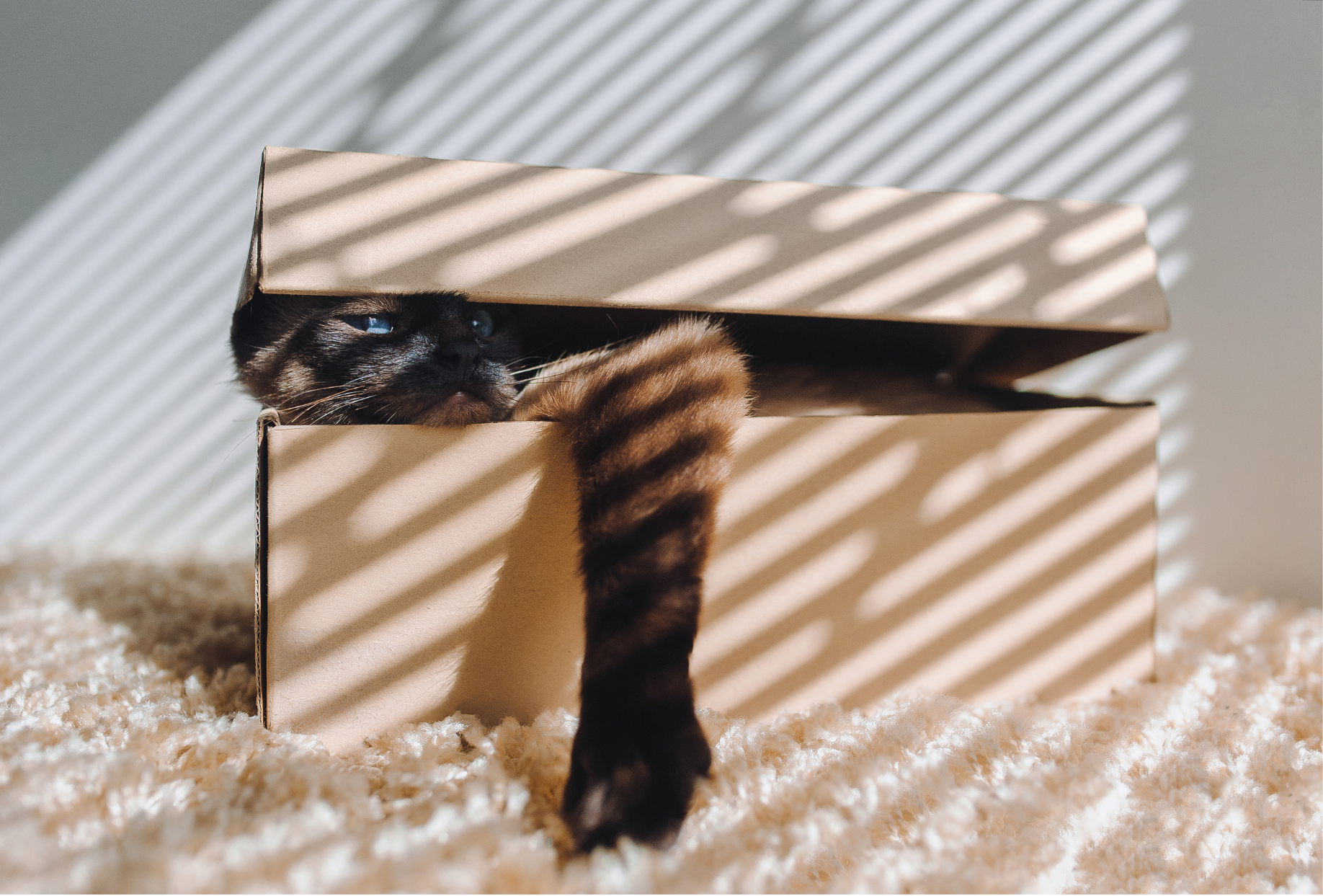 10 wertvolle Tipps für neue Katzenbesitzer