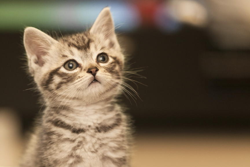 100 beliebte Katzennamen für dein neues Familienmitglied