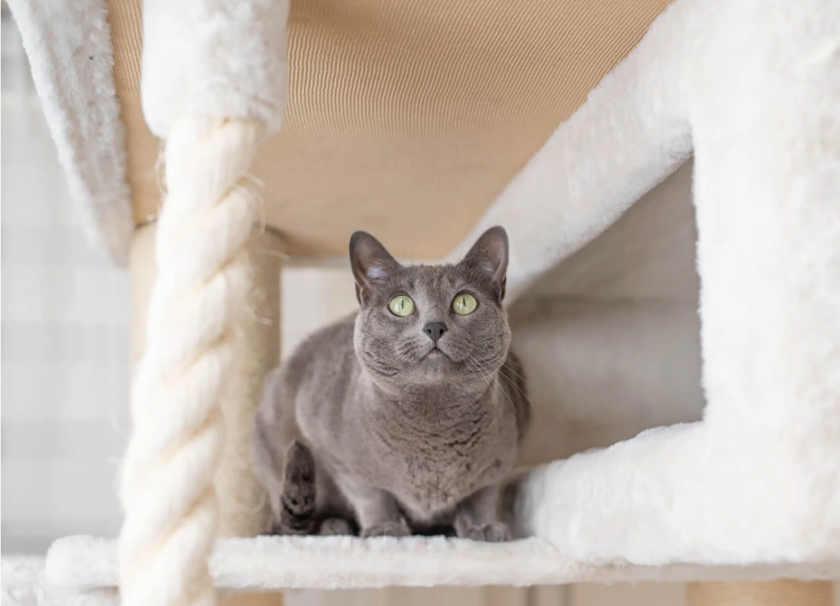 Katzen glücklich machen – wie ein Premium-Kratzbaum das Leben deiner Katze verändert