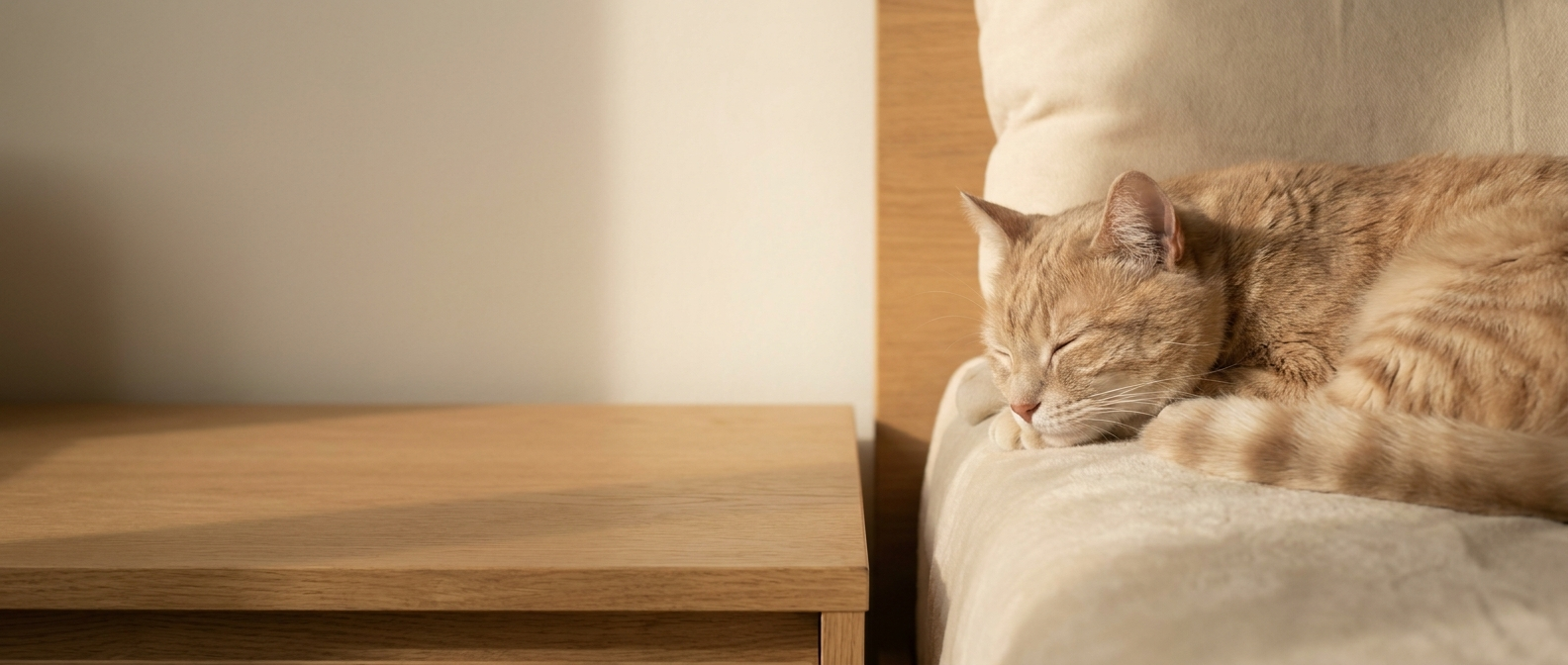 Katze schläft tief auf einem cremefarbenen Kissen in einer ruhigen Zimmerecke