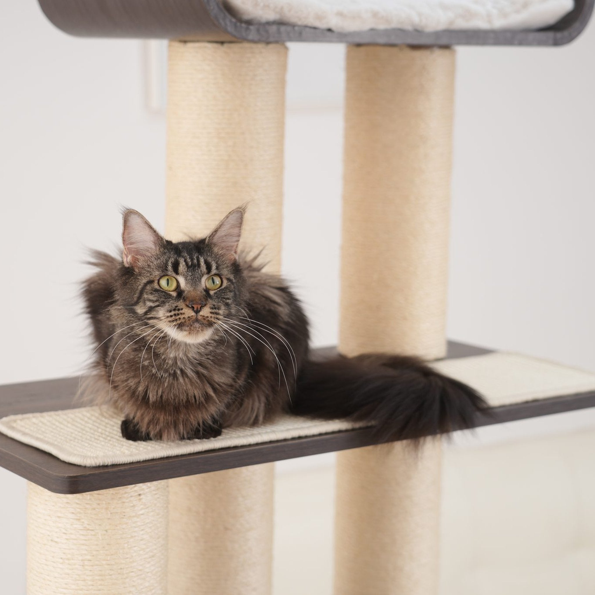 Maine Coon auf der Plattform eines XXL-Kratzbaums
